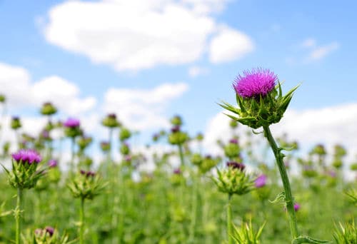 Image result for milk thistle