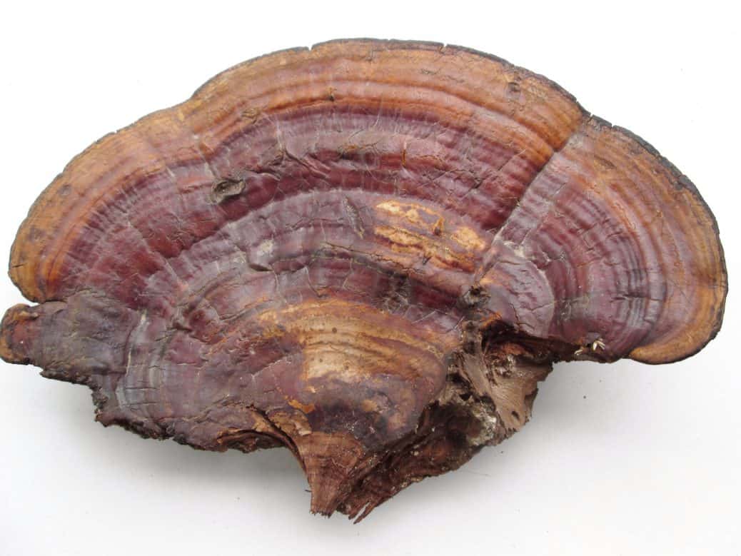 Reishi Mushrooms Are Valuable for Liver Health