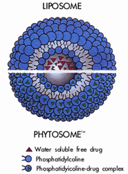 Phytosome diagram