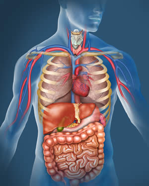 Illustration of the organs within the human body including the liver