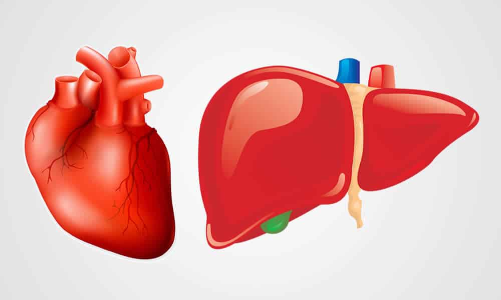 Simultaneous Support of Heart and Liver Health - LiverSupport.com