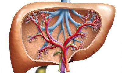 Do You Have High Liver Enzymes or a Fatty Liver?