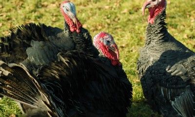 Webmd Food Recipes Features The Truth About Tryptophan Webmd Food Recipes Features The Truth About Tryptophan