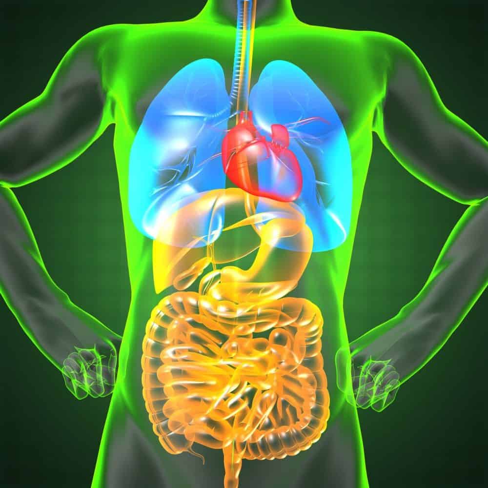 Why Bile Flow is Essential for Optimal Liver Health