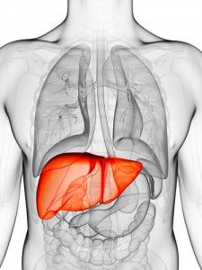 Image of the liver inside the body