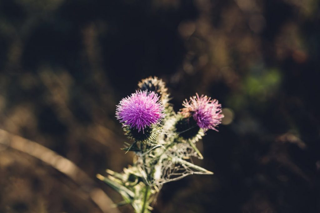 7 Ways Milk Thistle Supports Your Health