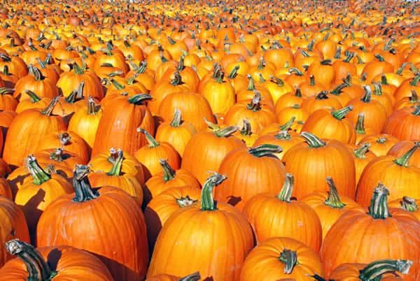 pumpkins for liver health