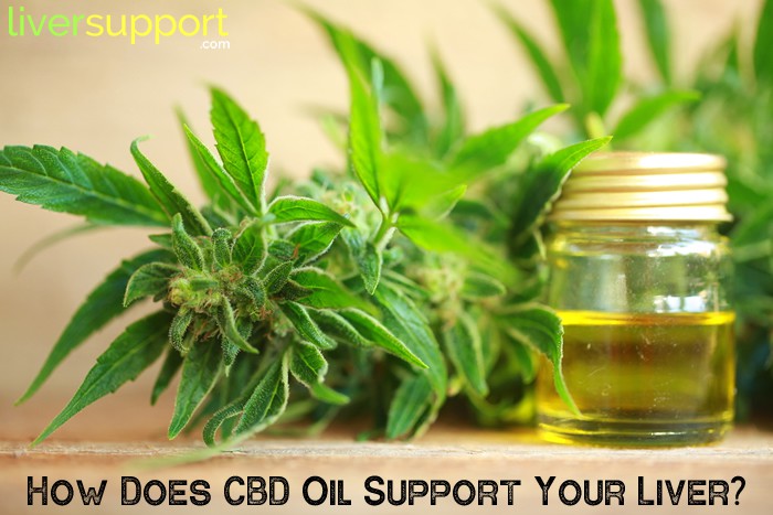 How Does CBD Oil Support Your Liver