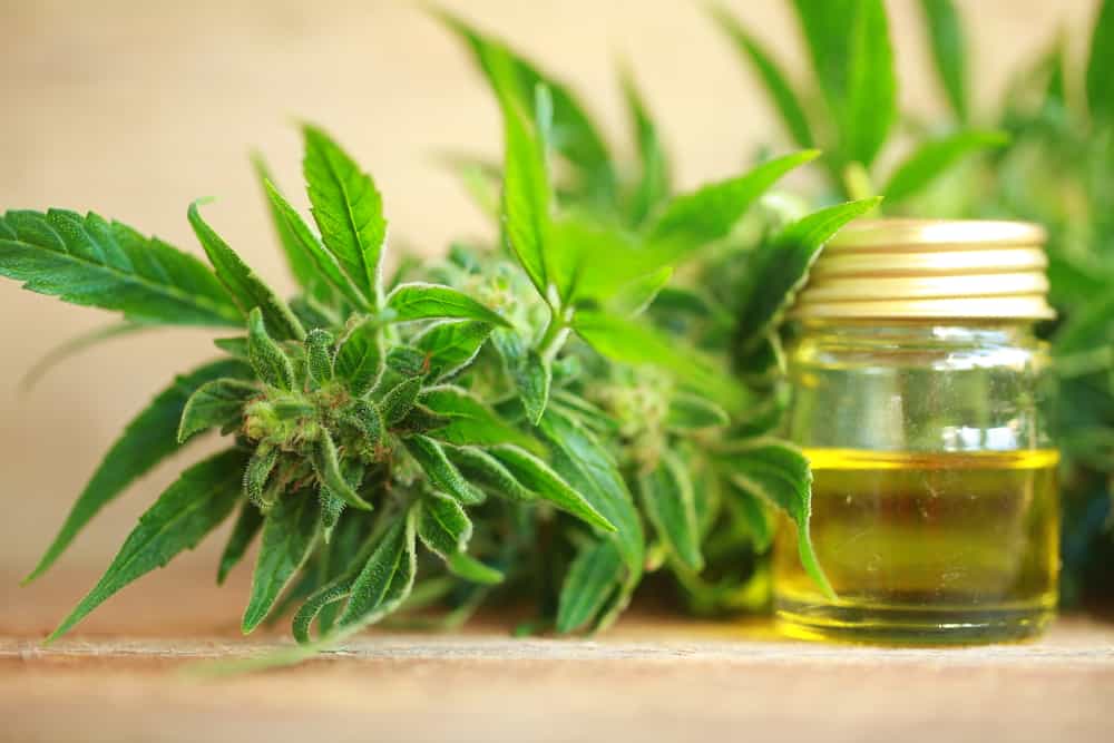 CBD oil can support your liver.