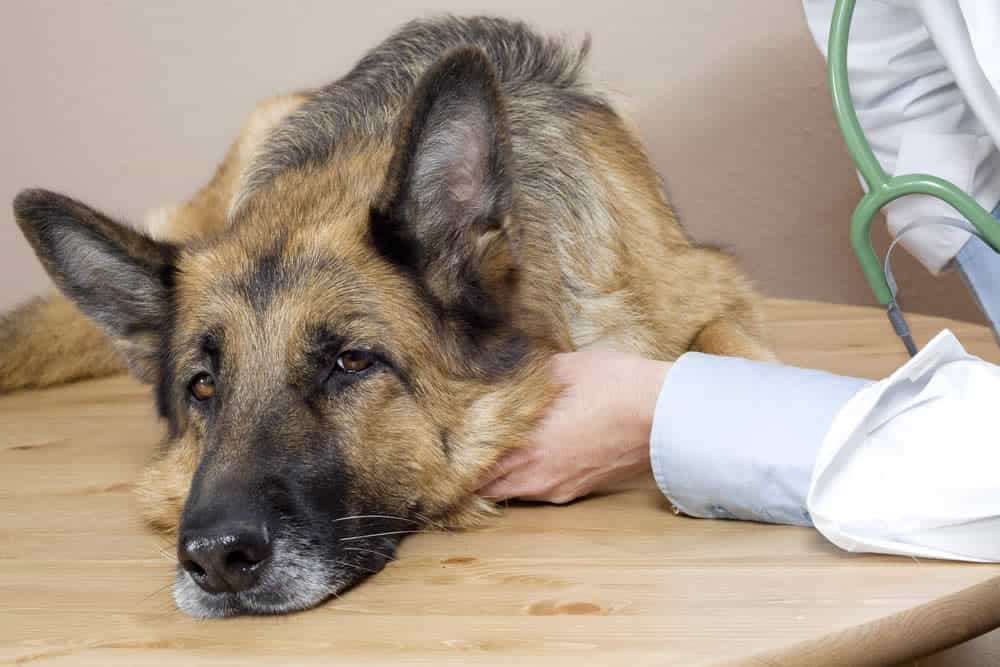 One symptom of liver disease in dogs is lack of energy.