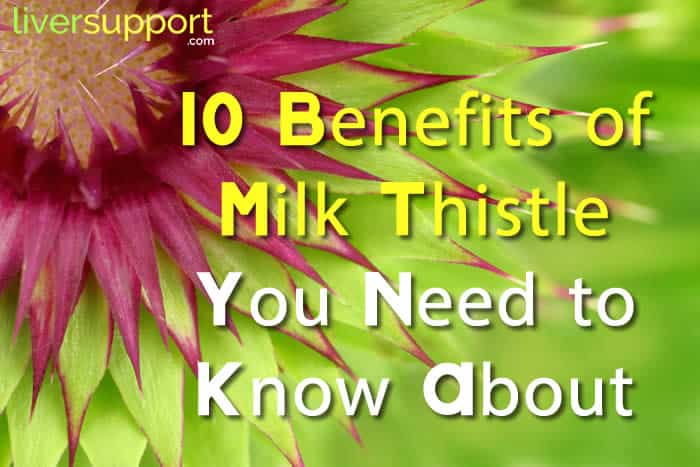 10 Benefits of Milk Thistle You Need to Know About