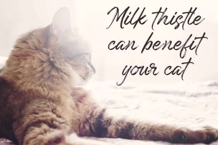 Milk thistle can help cats in many ways.
