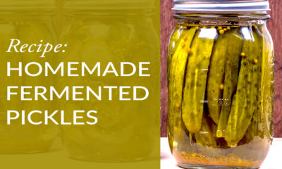 Homemade Fermented Pickles
